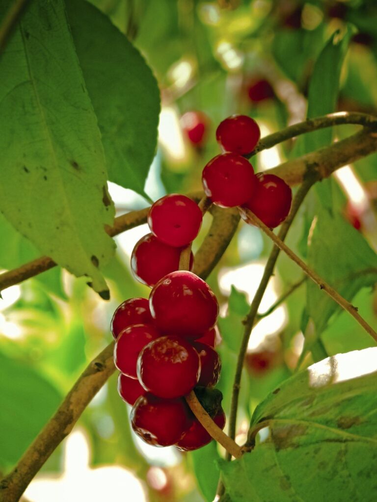 Consejos para cultivar Winterberry Holly de forma exitosa