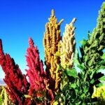 Consejos para cultivar y cosechar quinoa de forma efectiva