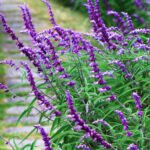 Consejos para propagar salvia: esquejes y semillas