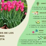 Consejos para proteger tus tulipanes de los ciervos