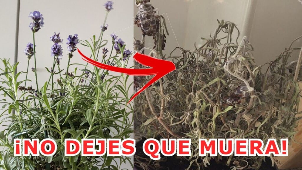 Consejos para Revivir Plantas de Lavanda Marchitas