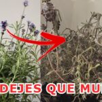 Consejos para Revivir Plantas de Lavanda Marchitas