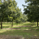 Consejos y momentos para cosechar pecanas del árbol