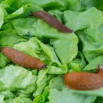 Control de Babosas en Lechugas: Cómo combatir moluscos en plantas de lechuga
