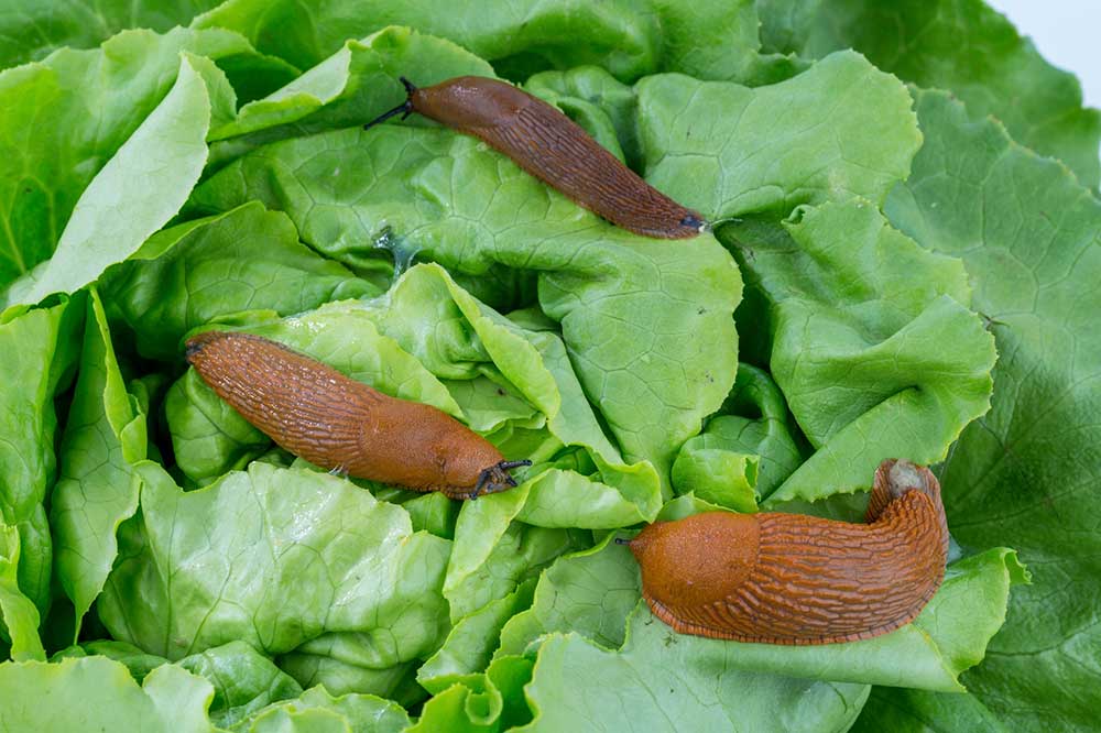 Control de Babosas en Lechugas: Cómo combatir moluscos en plantas de lechuga