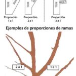 Control de brotes basales en árboles en renovación