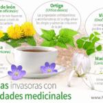 Control de hierbas invasoras en plantas ornamentales
