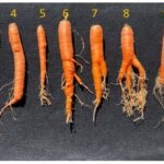 Control eficaz de nematodos en cultivos de zanahorias