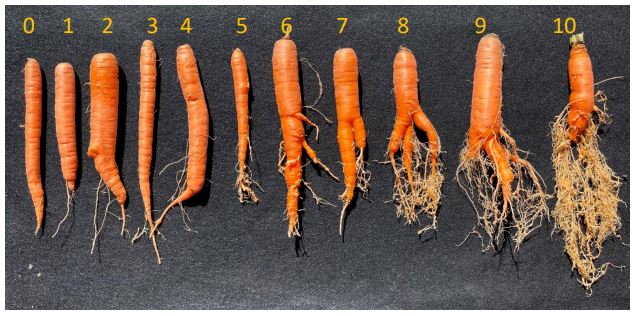 Control eficaz de nematodos en cultivos de zanahorias