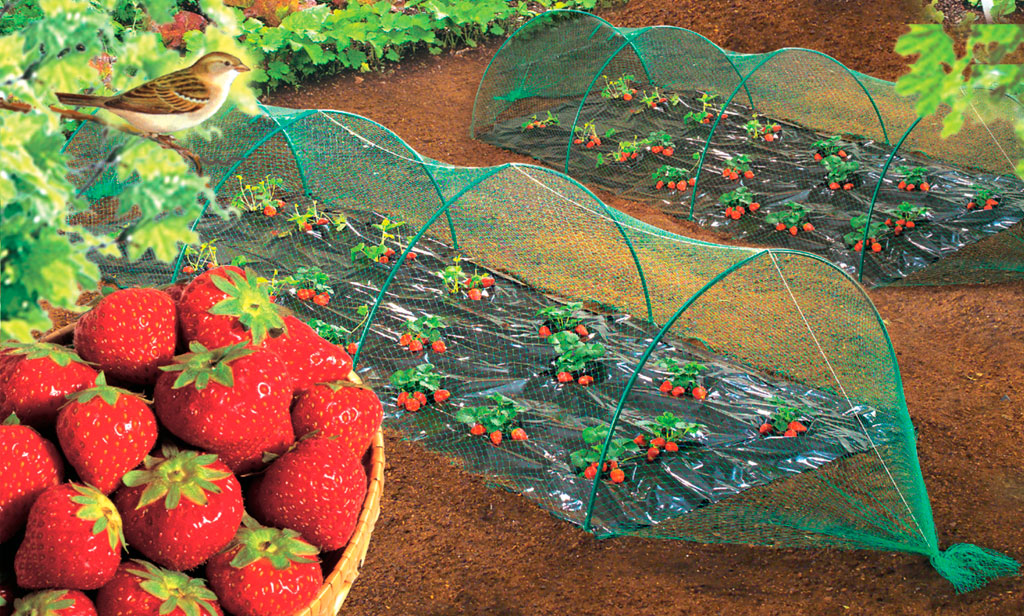 Controlar crecimiento plantas semillas pájaros