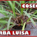 Cosecha y selección de limoncillo verbena: Cómo hacerlo