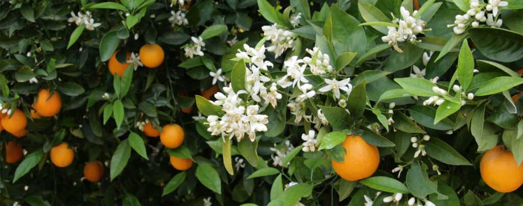 Cosechar naranjas y flores simultáneamente en un campo