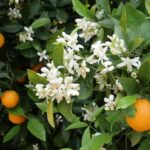 Cosechar naranjas y flores simultáneamente en un campo