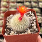 Crown Cactus: Descubre todo sobre el Cactus Corona Rebutia