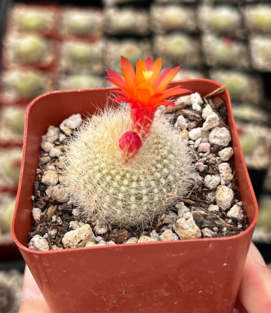 Crown Cactus: Descubre todo sobre el Cactus Corona Rebutia
