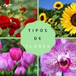 Cuál es el color de flor más común en la naturaleza