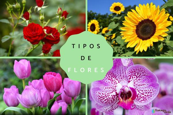 Cuál es el color de flor más común en la naturaleza
