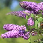 Cuál es el mejor fertilizante para arbustos de mariposas