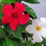Cuál es el mejor fertilizante para las plantas de mandevilla