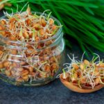 Cuál es el mejor método para germinar semillas de té con éxito