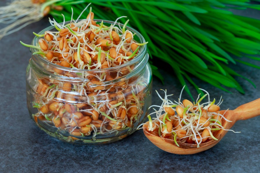 Cuál es el mejor método para germinar semillas de té con éxito