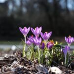 Cuál es el mejor momento para plantar bulbos de crocus