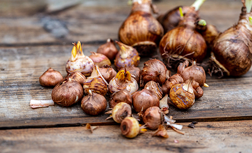 Cuál es el mejor momento para plantar bulbos en la Zona 9
