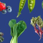 Cuál es el mejor momento para plantar verduras en la Zona 8