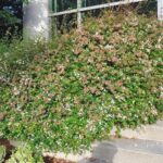 Cuál es el mejor momento para podar un arbusto de abelia