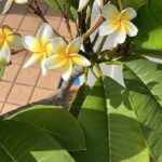 Cuál es el mejor momento para trasplantar una plumeria