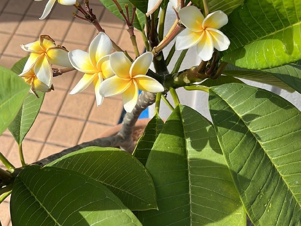Cuál es el mejor momento para trasplantar una plumeria