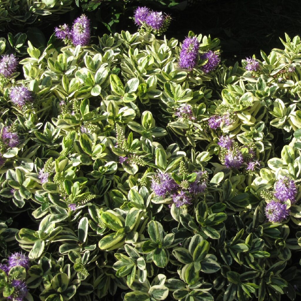 Cuál es el mejor momento y forma de cultivar Hebe a pleno sol