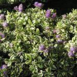 Cuál es el mejor momento y forma de cultivar Hebe a pleno sol