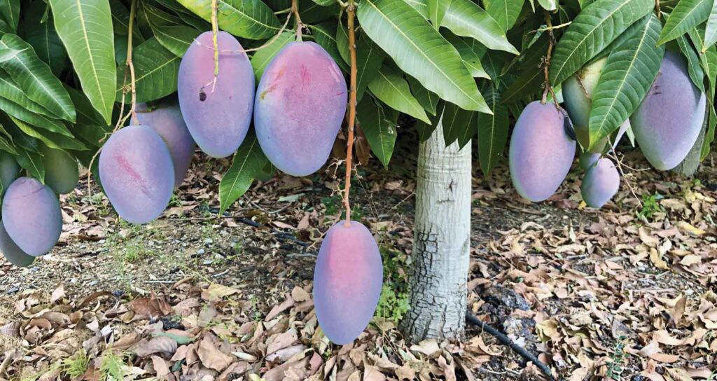 Cuál es el mejor momento y método para recolectar mangos