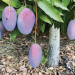 Cuál es el mejor momento y método para recolectar mangos