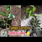 Cuál es el mejor momento y método para trasplantar un limonero