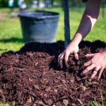 Cuál es el mejor mulch para proteger mis azaleas