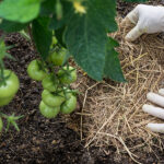 Cuál es el mejor mulch para tus tomates y cómo aplicarlo