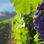 Cuál es el método adecuado para cultivar uvas en las vides