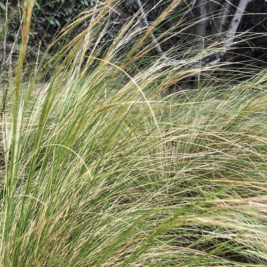 Cuál es el método de cultivo de las plantas needlegrass