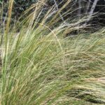 Cuál es el método de cultivo de las plantas needlegrass
