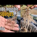 Cuál es el método más efectivo para enraizar esquejes de firebush