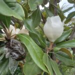 Cuál es el método más efectivo para enraizar esquejes de magnolia