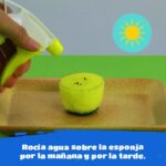 Cuál es el método para germinar semillas utilizando esponjas