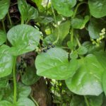 Cuál es el momento adecuado para cosechar espinacas de Malabar