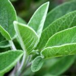 Cuál es el momento adecuado para cosechar las hojas de salvia