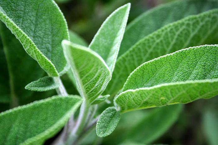 Cuál es el momento adecuado para cosechar las hojas de salvia