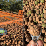 Cuál es el momento adecuado para cosechar nueces