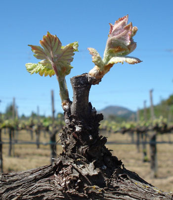Cuál es el momento adecuado para podar una vid de trompeta