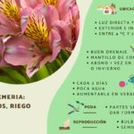 Cuál es el momento adecuado y el método correcto para podar Alstroemerias